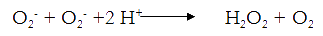 O2- + O2- + 2 H+ --> H202 + 02