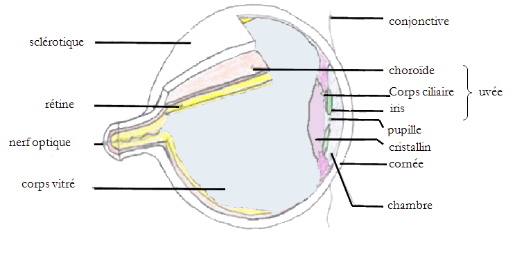 Coupe d'un œil humain